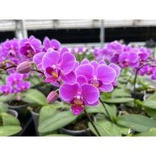 Cargar imagen en el visor de la galería, Peter’s Professional 20-20-20 Fertilizante Uso General 907g