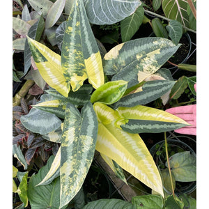 Peter’s Professional 20-20-20 Fertilizante Uso General 907g